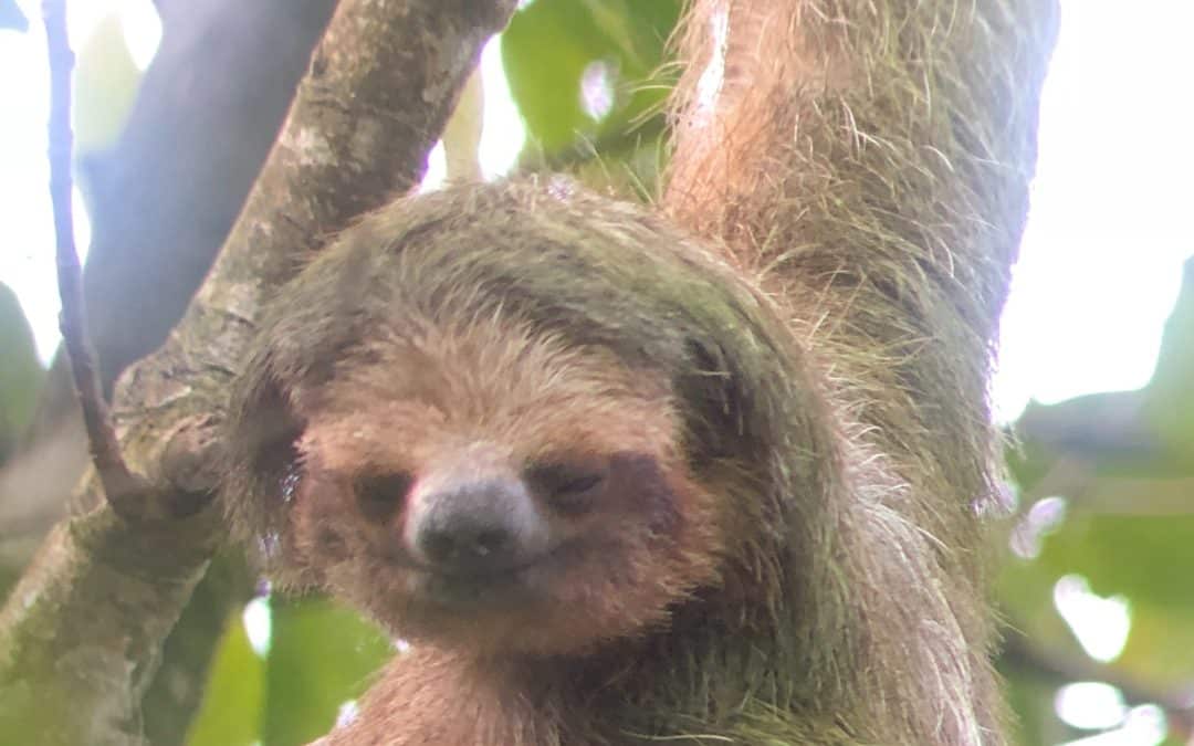 A Little Sloth Information