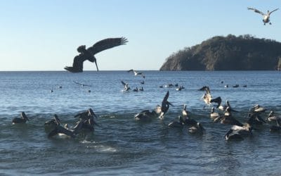 Is Choice a Force of Evolutionary Habit?