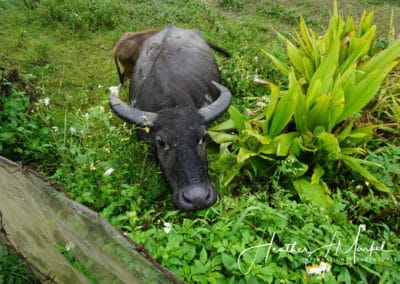 water buffalo in Sa Pa Vietnam
