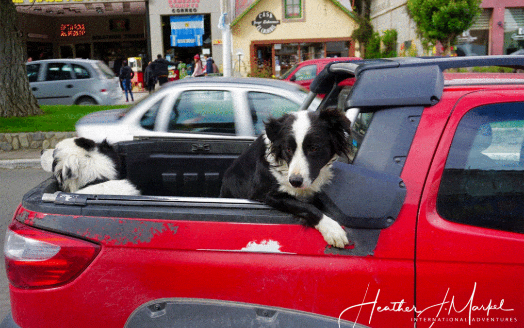 The Dogs of Argentina