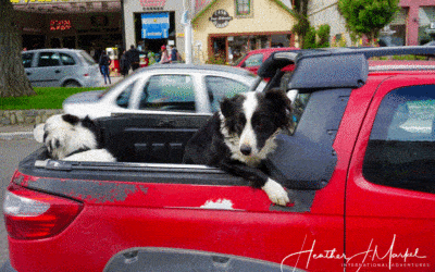 The Dogs of Argentina