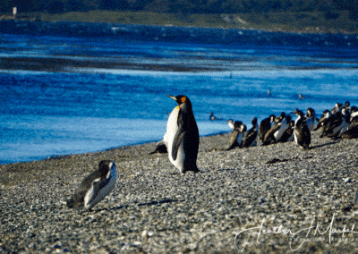 King penguin in Argentina