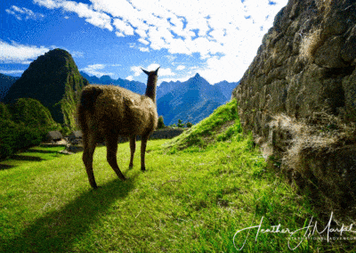 llama at machu pichu