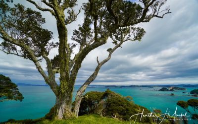 The Unexpected Conundrum Of Being Able To Leave New Zealand