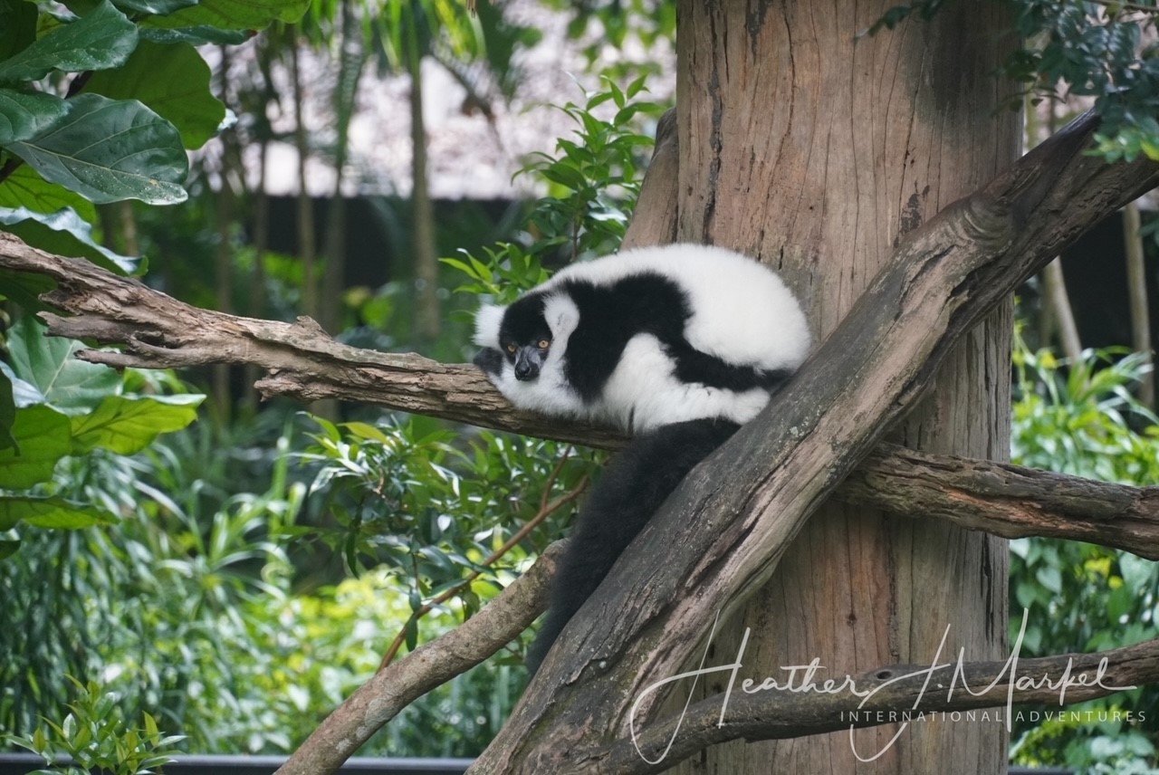 orchid garden singapore