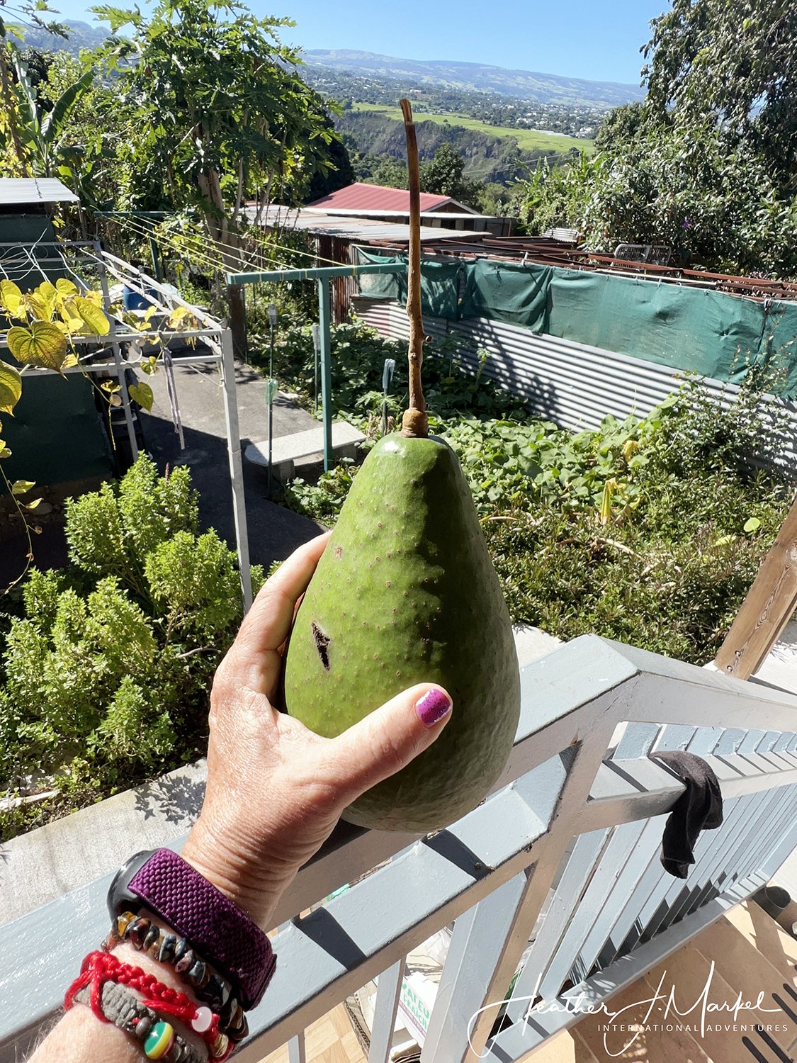 large avocado reunion isand