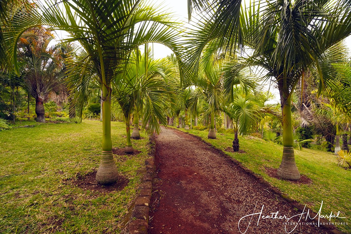 palm tree park