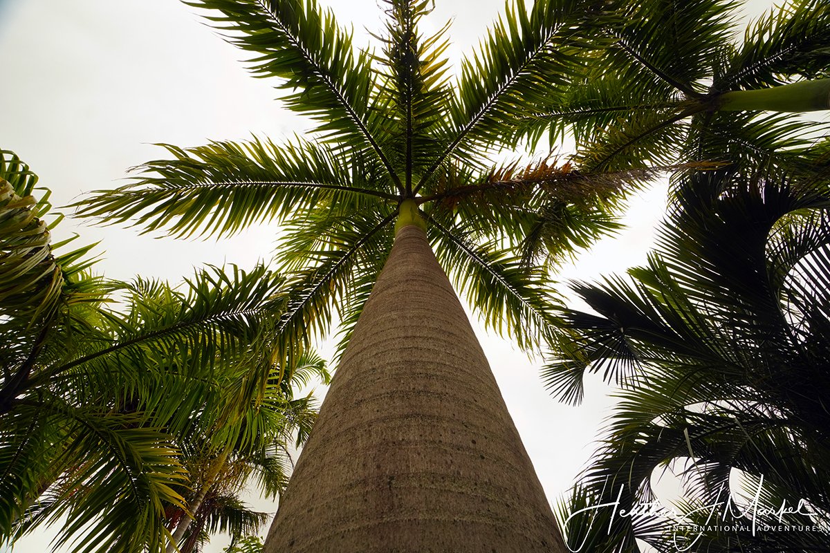 palm tree park