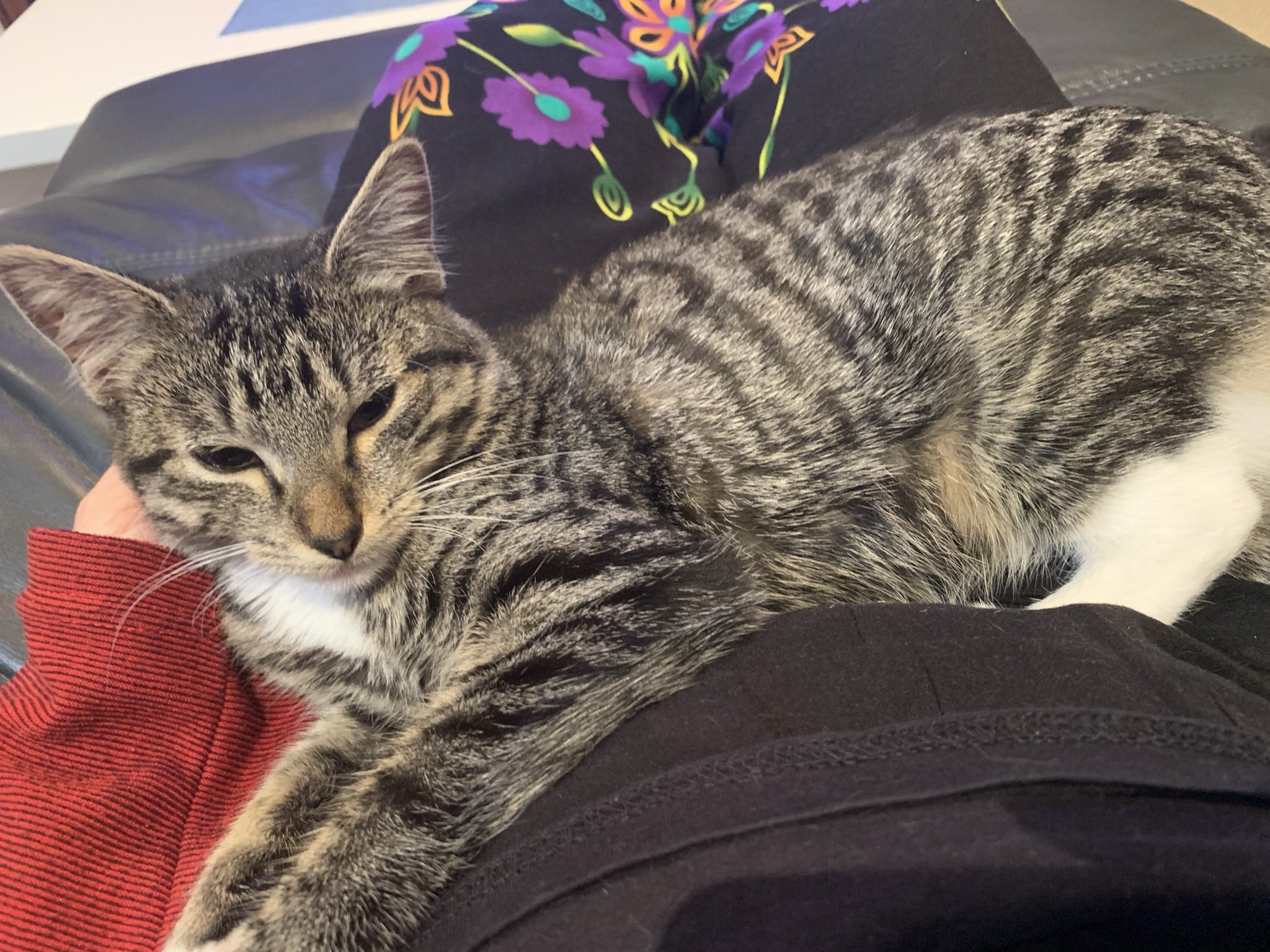 cats - New Zealand housesit