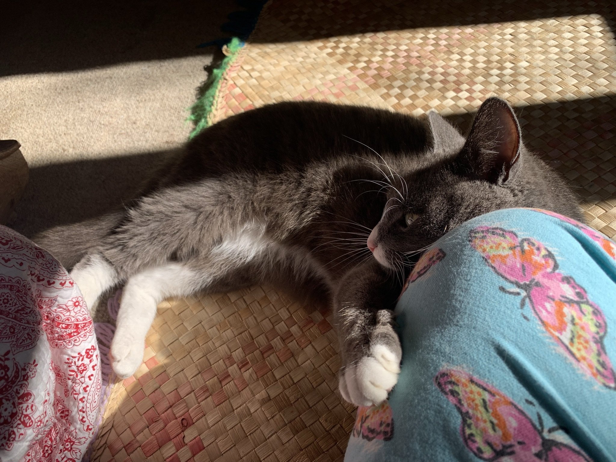 cats - Max in New Zealand