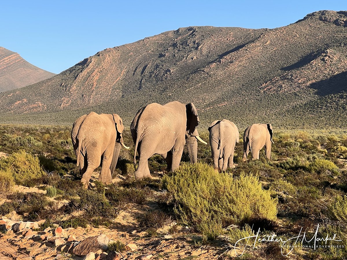 elephants at Aquila