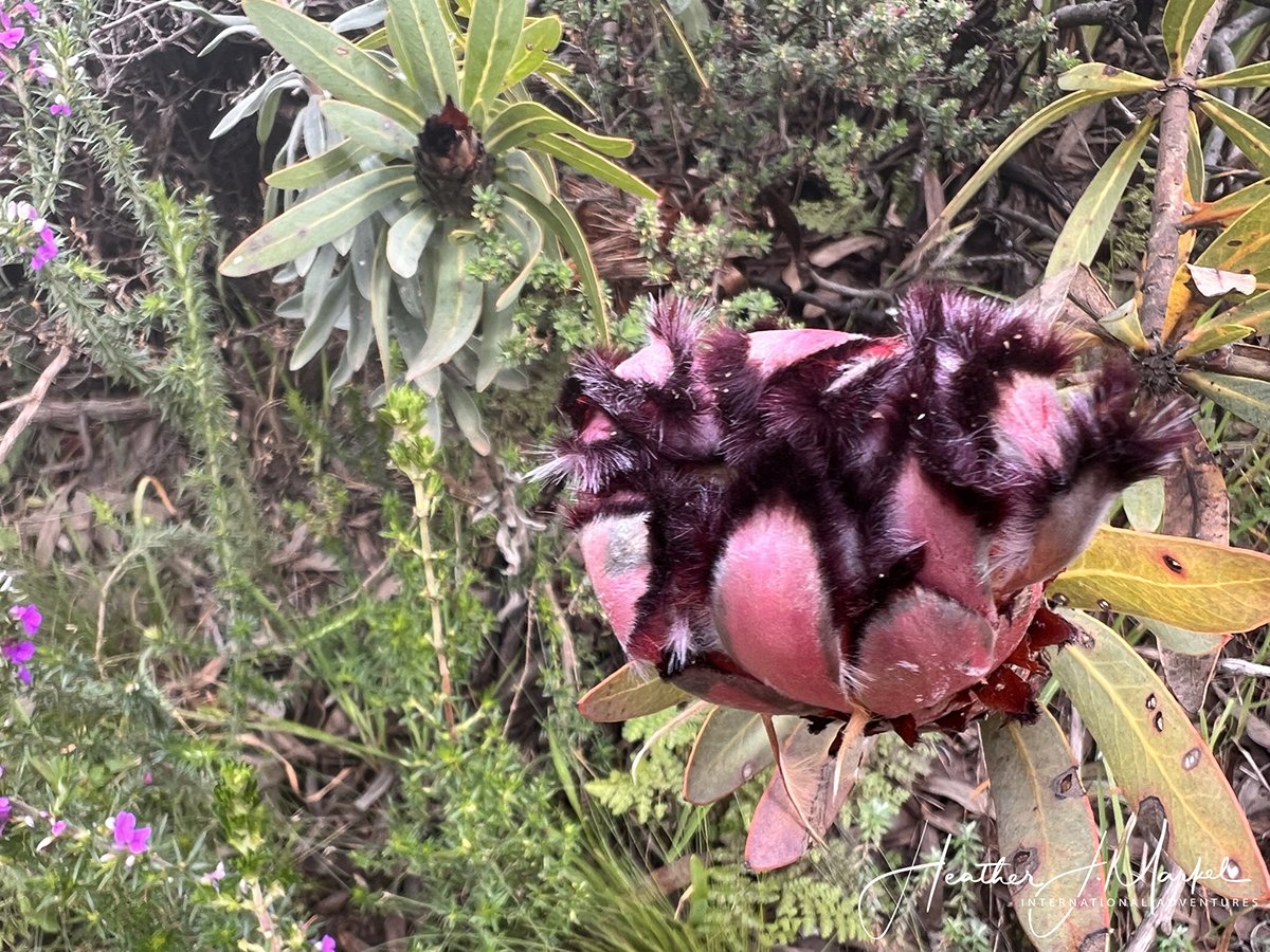 Cape Town Flowers