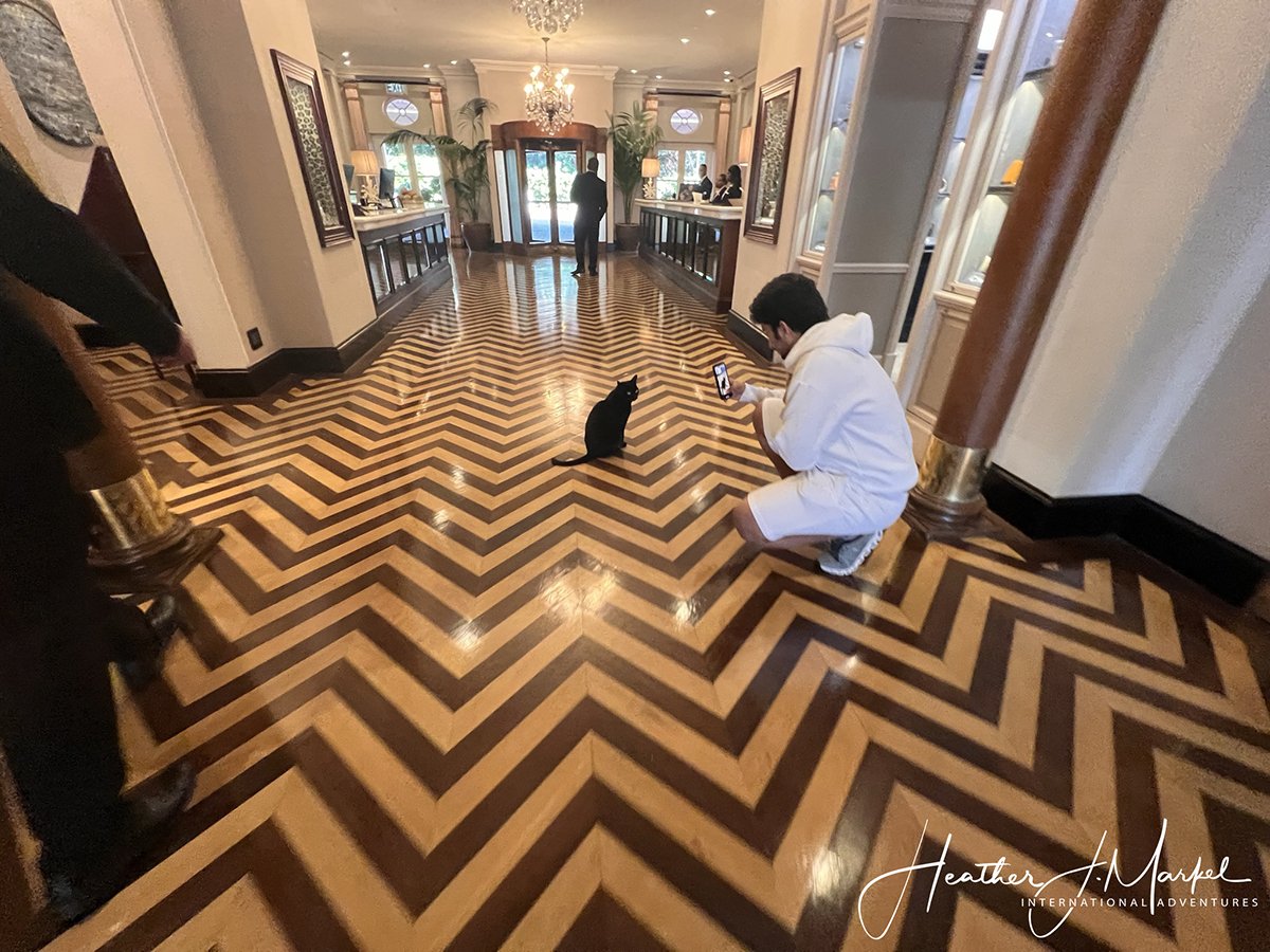 Nelson hotel cat