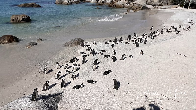 penguins in africa, simon's town