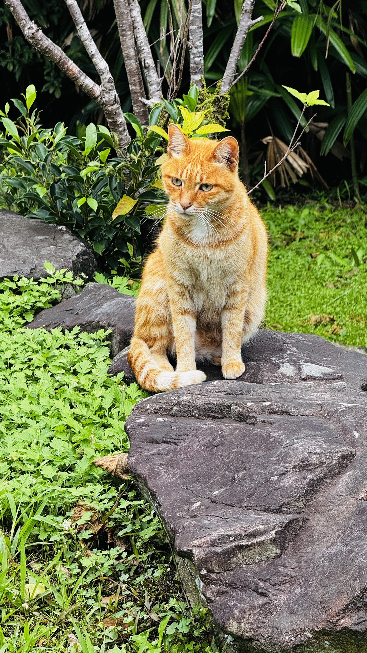 the temple cat at Maokong