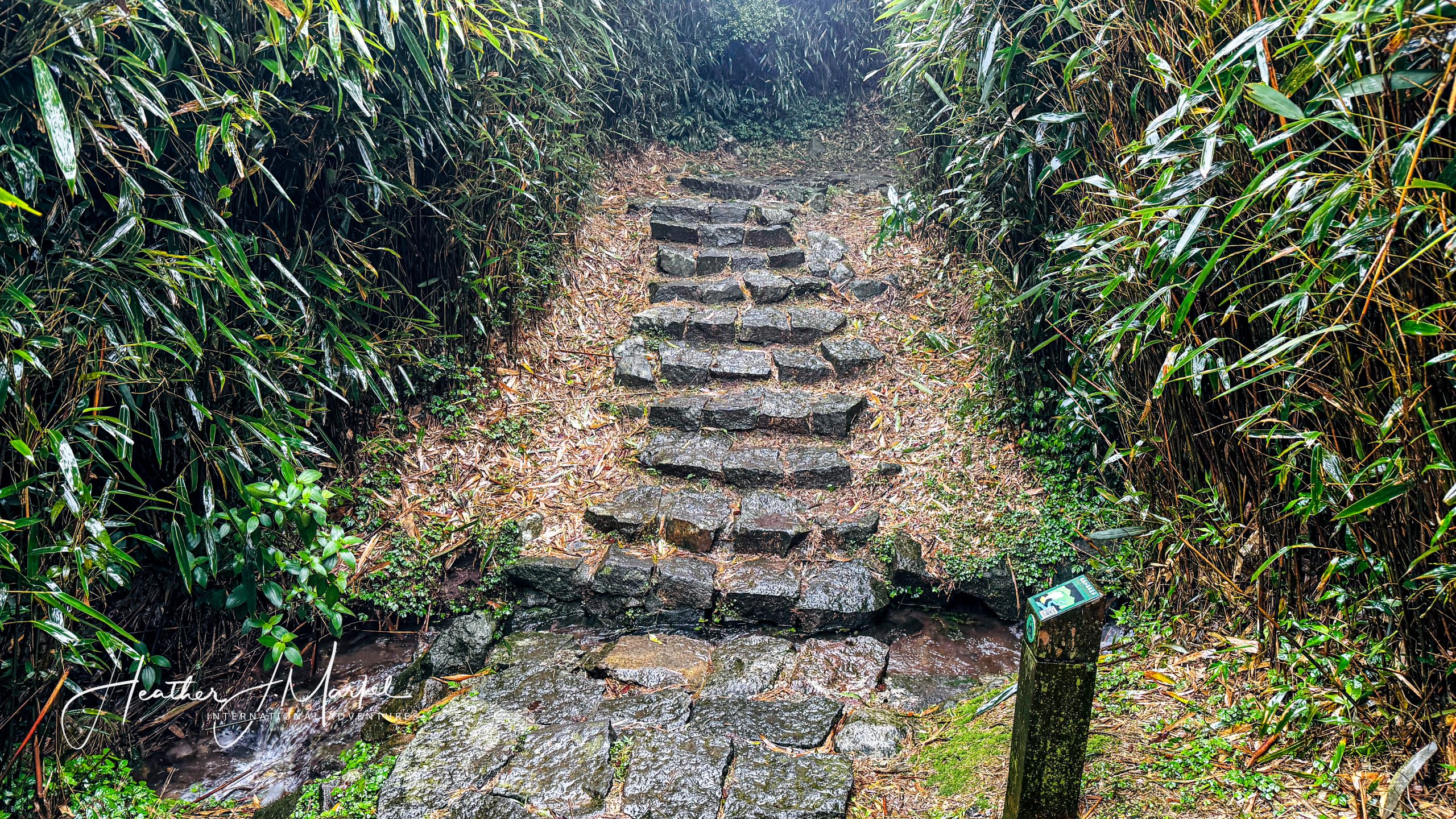 rain on the path at Yangminshan