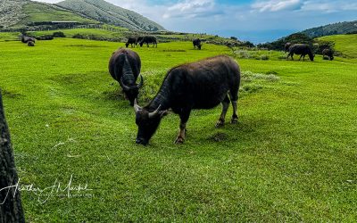 Best Things to Do in Taipei: Qiantiangang Water Buffalo, Jianguo Jade Market & Tamsui