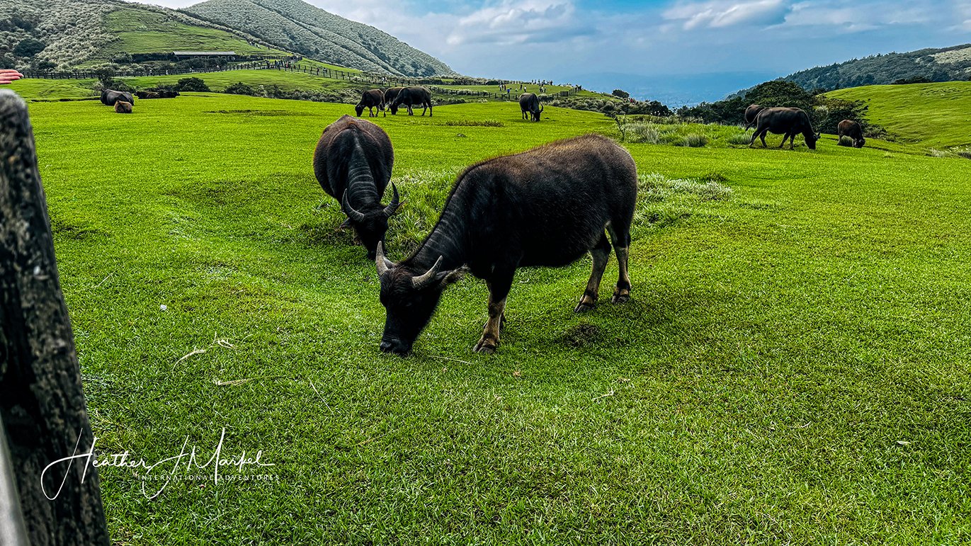 Qingtiangang Grassland water buffalo