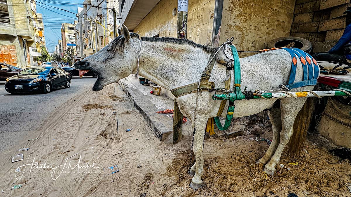 horse I met in Oukam