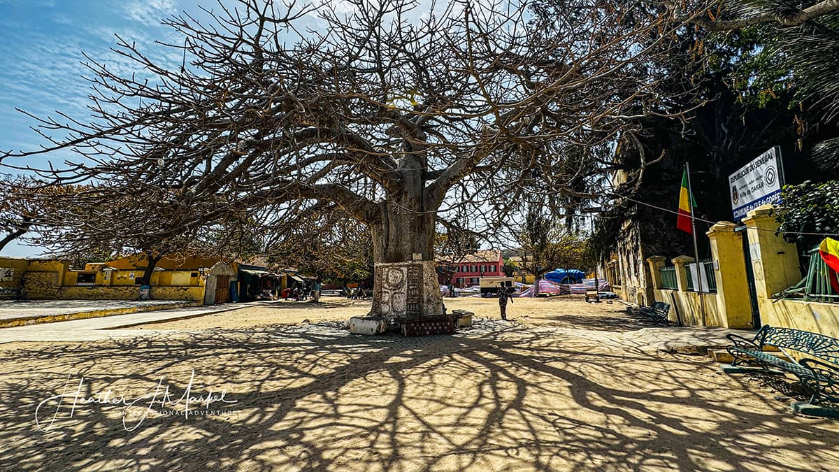 Baobab tree Goree Island