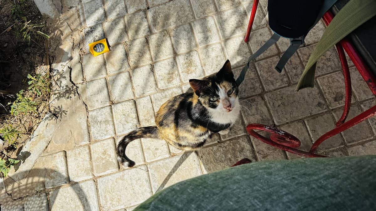 cat friend for breakfast